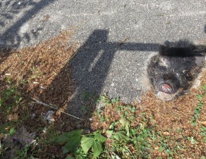 13275513_10207888126712446_2022705152_o