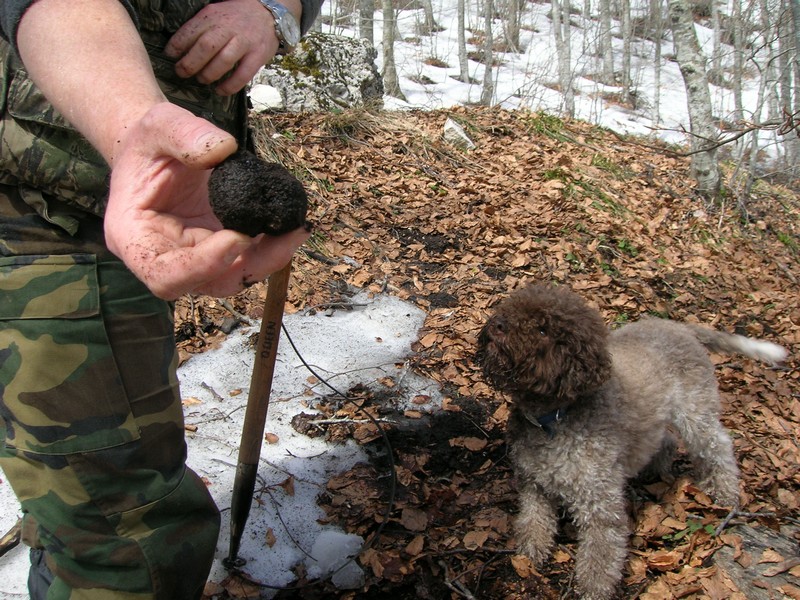 Provincia: l’11 Aprile la sessione per la raccolta tartufi