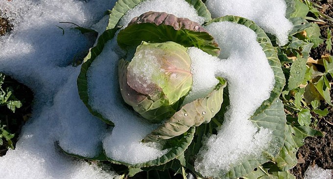 Coldiretti: gelo ad Aprile, a rischio frutta e verdura