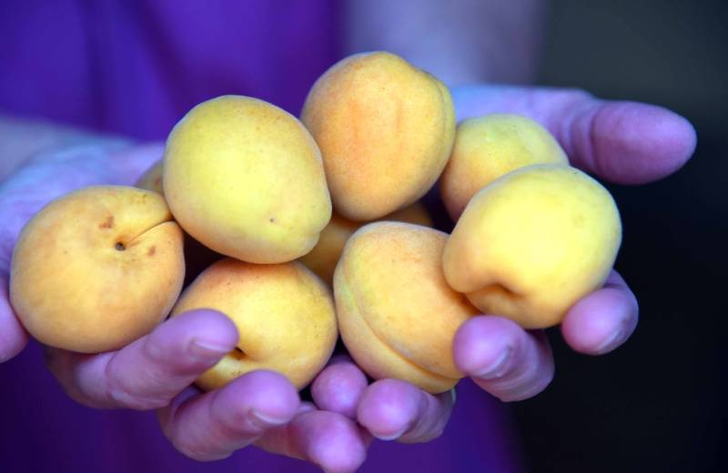Clima, Coldiretti: con caldo record sul mercato già meloni e albicocche