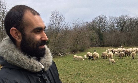 Torna la pastorizia: boom di giovani e più di 200mila pecore in 5 anni