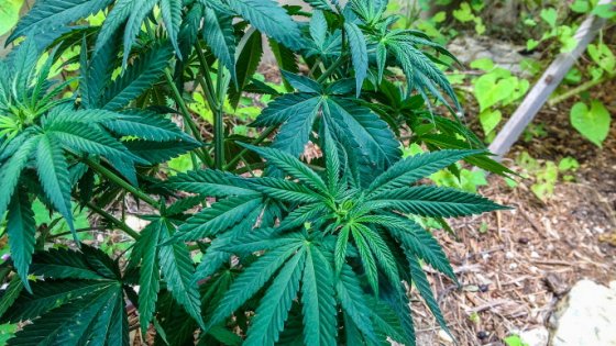 Cannabis come terapia del dolore, c’è l’ok in Consiglio Regionale
