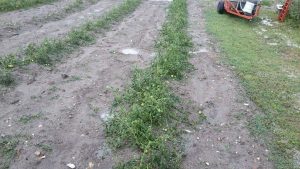 grandinata epocale (4)