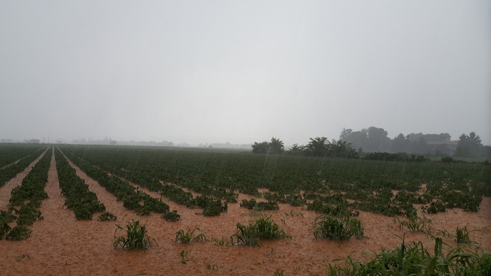 Maltempo, Coldiretti: una pazza estate che danneggia i campi