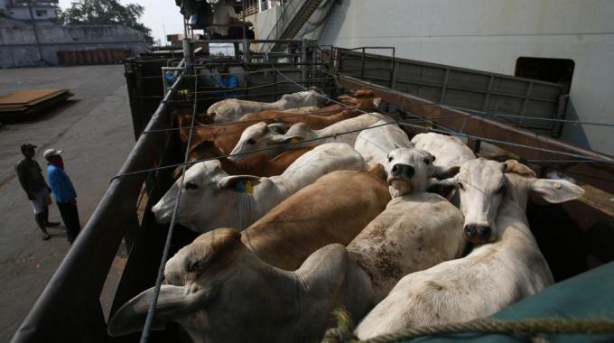 Il 29 Agosto la giornata contro il maltrattamento di animali