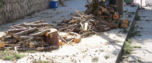 Agosto, mese di potatura in città