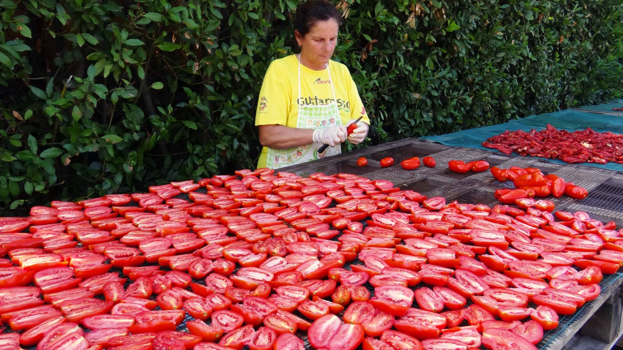 Pomodoro San Marzano Day, Coldiretti: «Simbolo del made in Campania»