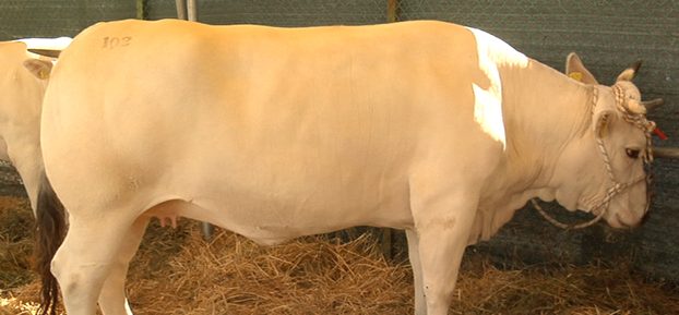 La carne protagonista della “Promozione Marchigiana del Fortore”