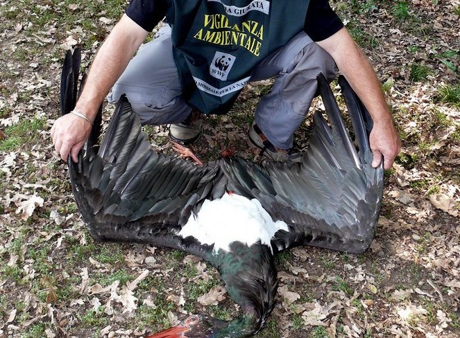 Roma| #Furtodinatura: è allarme bracconaggio in Italia