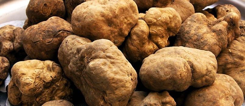 Slow Food, al via laboratori di farine di grani antichi e moderni