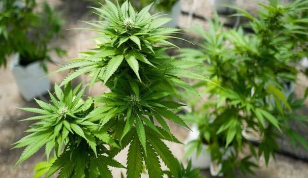 Montoro| Scoperta coltivazione di marijuana in montagna: 2 giovani denunciati e piante sequestrate