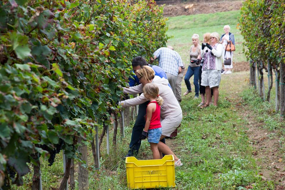 Dal 10 Settembre al 30 Ottobre torna “Cantine aperte in Vendemmia”