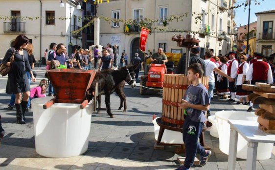 Tufo| “Festa della vendemmia”, oltre 250 partecipanti