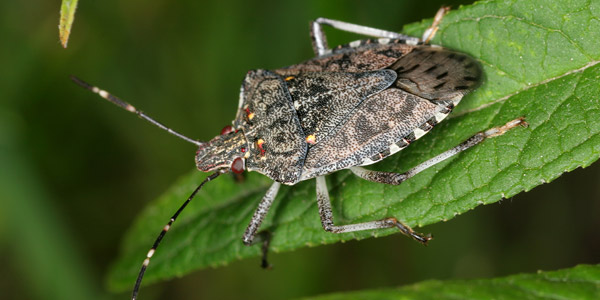 Roma| Coldiretti lancia l’allarme: è invasione cimice cinese