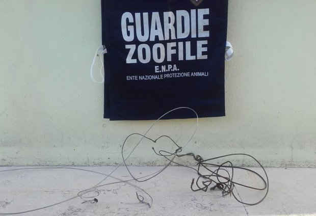 Guardie Zoofile salvano cane in una trappola per cinghiale