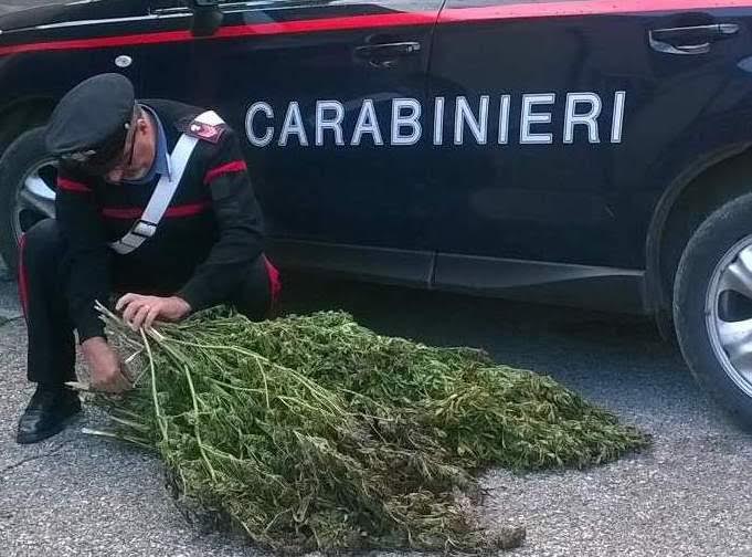 9 kg di canapa indiana sequestrata dai Carabinieri