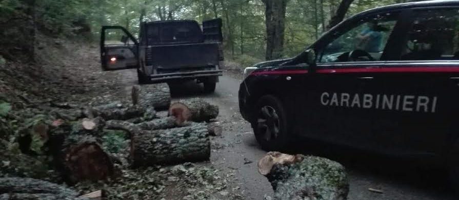 Calabritto| Tagliano alberi e rubano la legna, denunciata coppia di trentenni