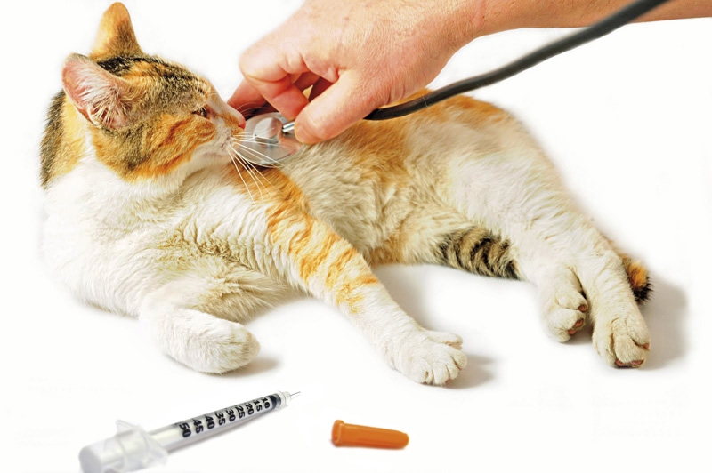 Anche cani e gatti “soffrono” il diabete