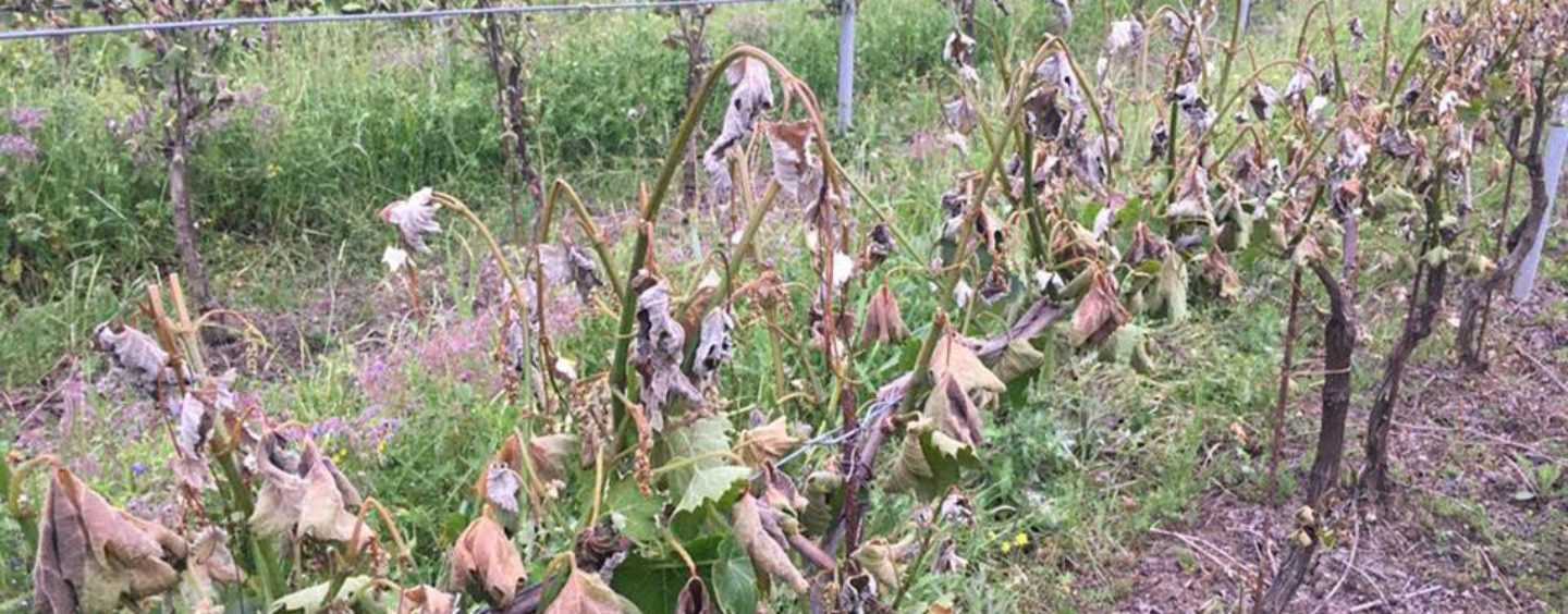 Maltempo, in arrivo le gelate che danneggiano gli orti