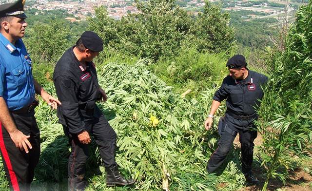 Calitri| Sequestrati 60 Kg di marijuana