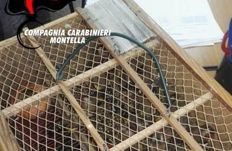 Maltrattamento di animali, denunciato bracconiere