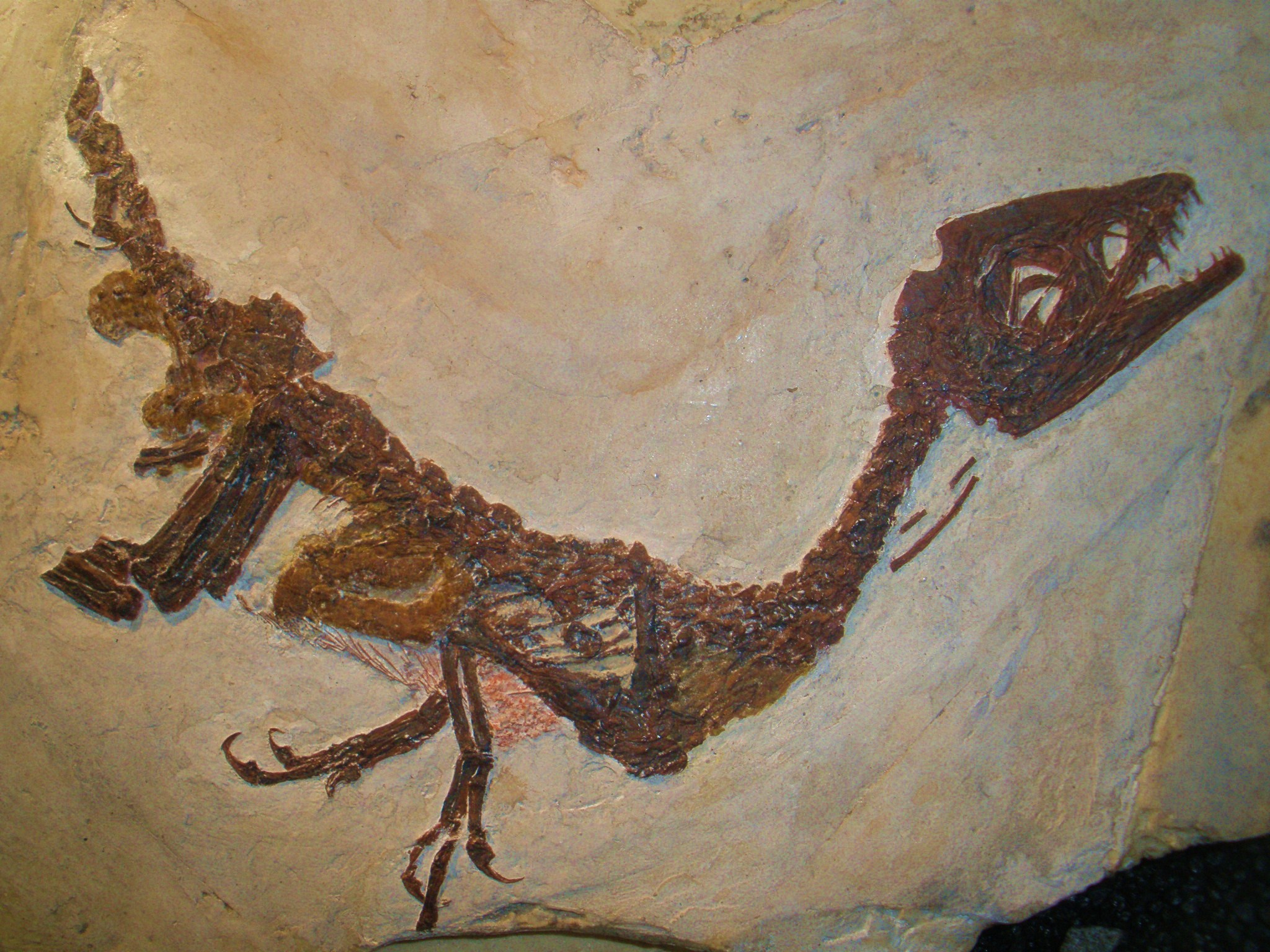 Ciro il baby dinosauro sannitico in trasferta a Padova