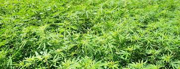 “Canapamania”, Coldiretti lancia avvio di una legge nazionale