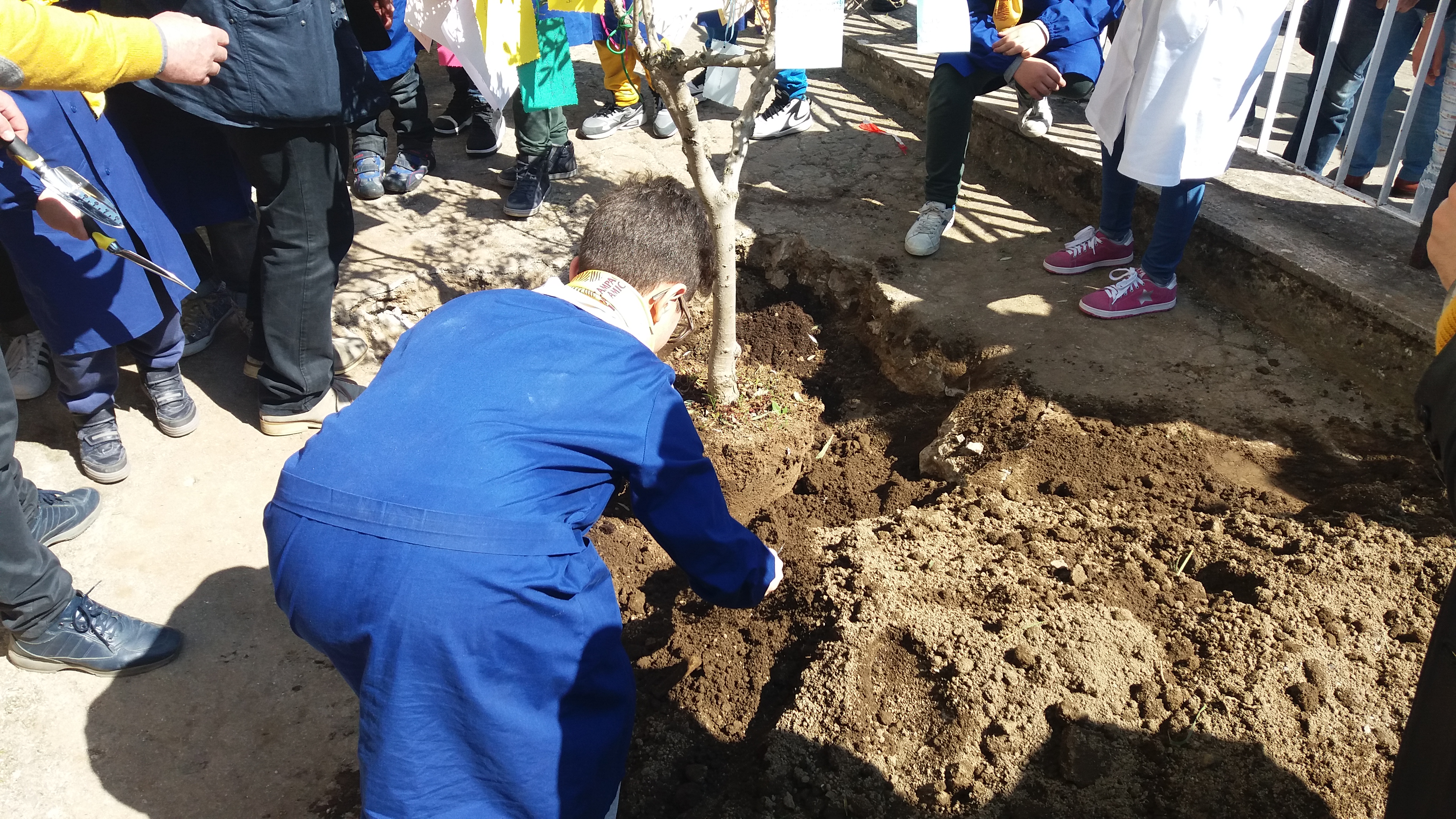 San Giorgio del Sannio| Un albero di ulivo nel giorno della Legalità