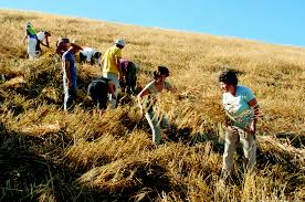 Fine voucher per giovani in agricoltura, l’allarme di Masiello