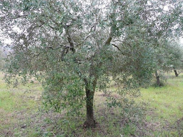 Nuova ondata di maltempo, a rischio gli ulivi in Campania