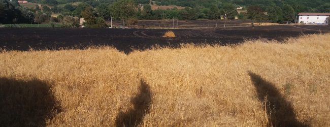 Benevento| Vasto incendio distrugge campi di grano e orzo