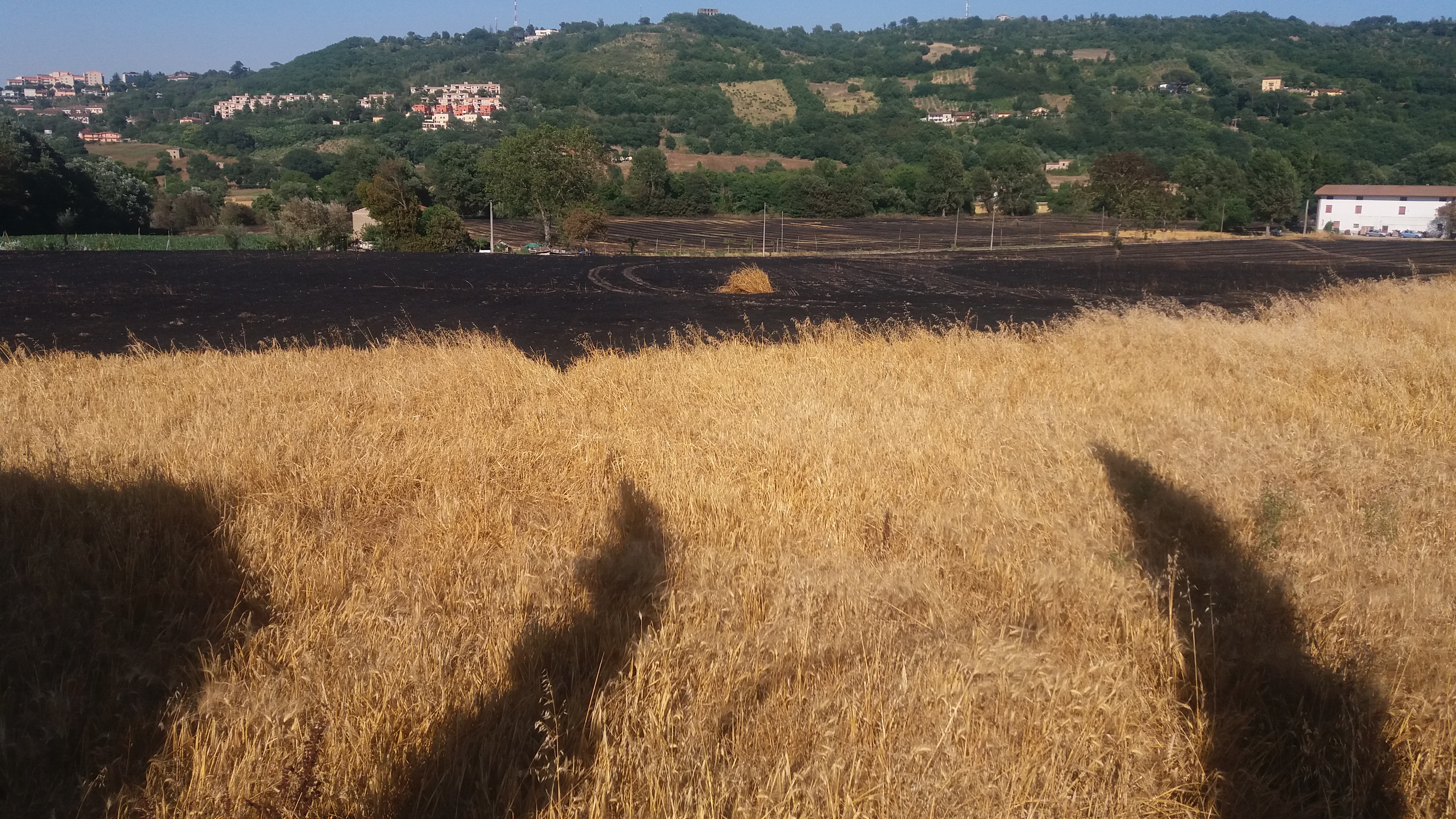 Benevento| Vasto incendio distrugge campi di grano e orzo