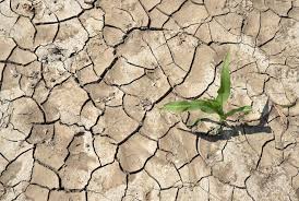 Telese Terme| Siccità e incendi: è allarme uliveti