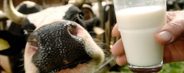 Caldo e afa, l’allerta latte della Coldiretti