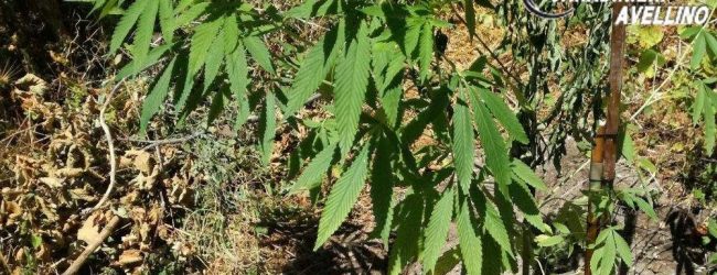 Baiano| Sorpresi a coltivare marijuana: denunciati due uomini dal “pollice verde”