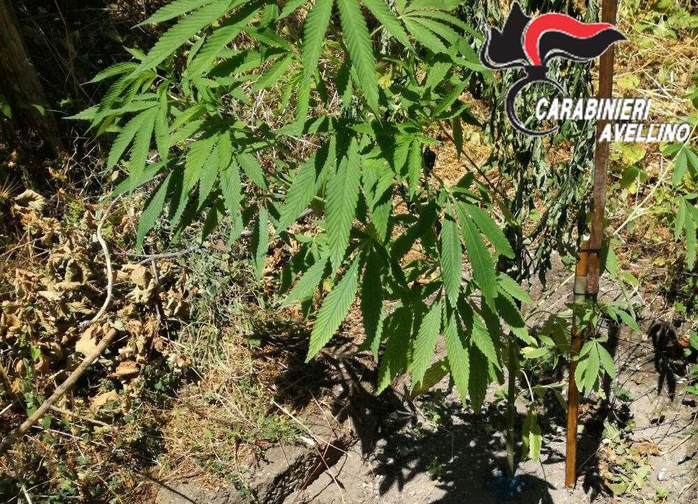 Baiano| Sorpresi a coltivare marijuana: denunciati due uomini dal “pollice verde”