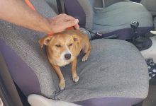 Benevento| Accattonaggio con bambini e animali,più aiuto dalle istituzioni