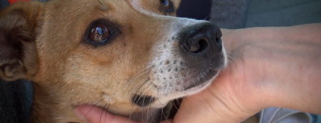 Benevento| Accattonaggio,blitz dei Vigili e Lega Difesa del cane/FOTO E VIDEO