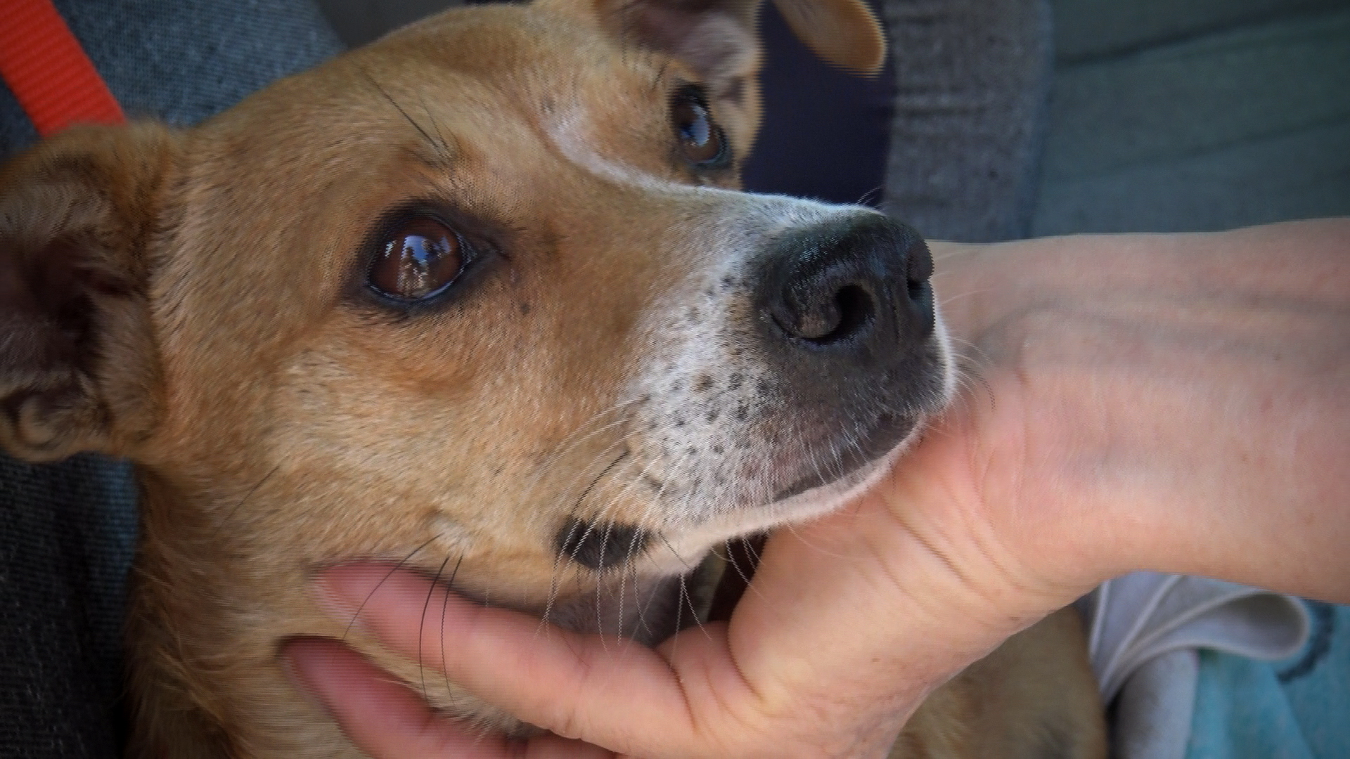 Benevento| Accattonaggio,blitz dei Vigili e Lega Difesa del cane/FOTO E VIDEO