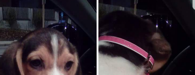 Benevento| Cagnolina trovata in strada,si è smarrita l’appello su Fb