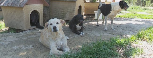 San Giorgio del Sannio| Viaggio nel canile di Gianguarriello