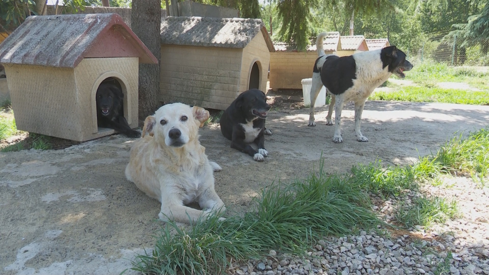San Giorgio del Sannio| Viaggio nel canile di Gianguarriello