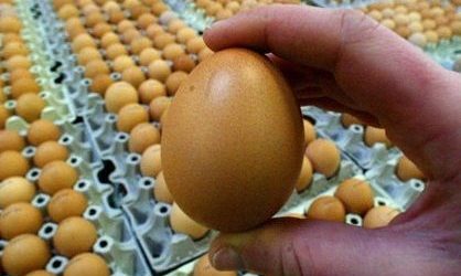 Benevento| Uova contaminate da Fipronil,due casi in Campania