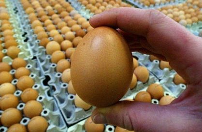 Benevento| Uova contaminate da Fipronil,due casi in Campania