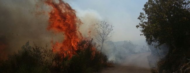 Ancora fiamme in Irpinia: interventi a Montevergine