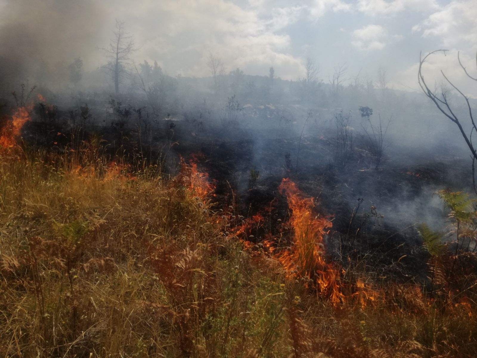 Brucia i rifiuti vegetali del suo terreno e incendia il bosco, denunciato 60enne di Montaguto
