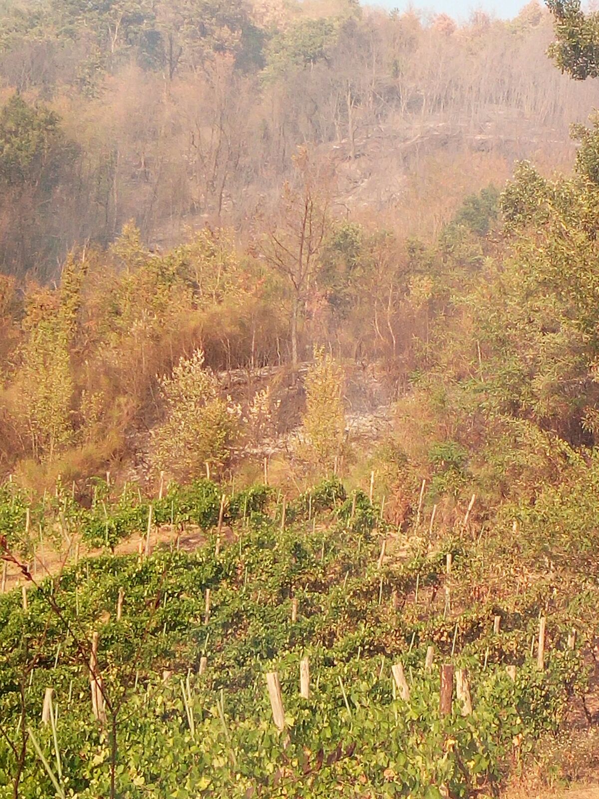 Allarme incendi: paura per i vigneti di Tufo/LE FOTO
