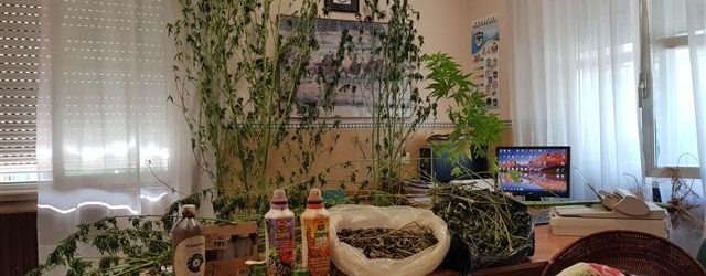 San Giorgio del Sannio| Droga in casa, in manette mamma e figlio