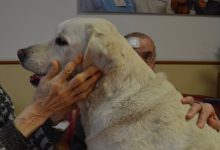 Avellino| Progetto “Care” al via: pet therapy per gli anziani