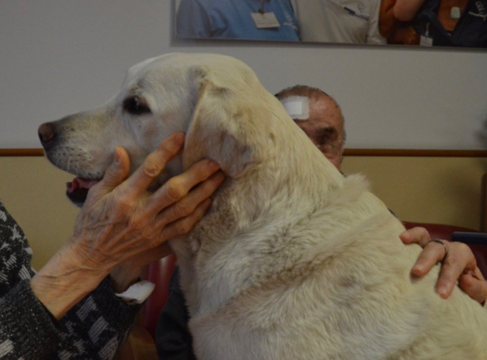 Avellino| Progetto “Care” al via: pet therapy per gli anziani